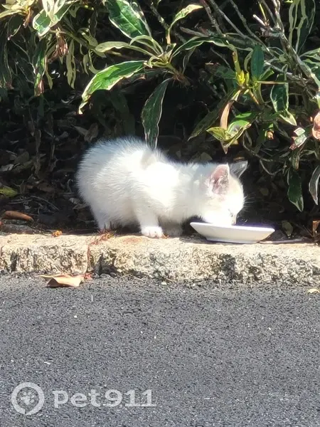 Chaton blanc yeux bleus trouvé - photo