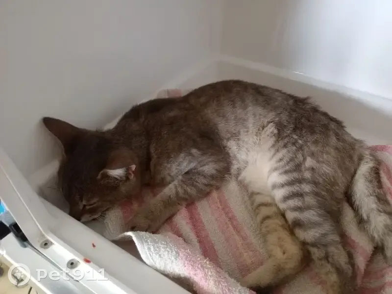 Chat gris blessé trouvé D118 - photo