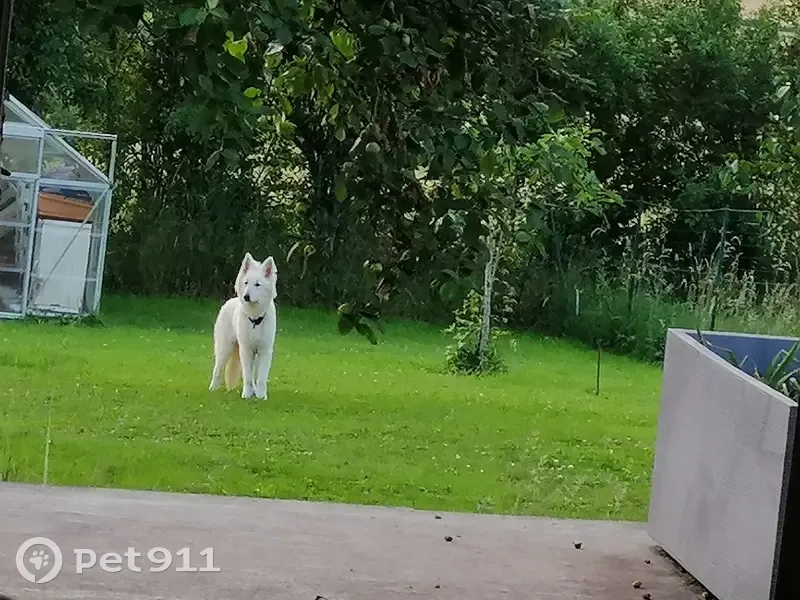 Alerte: Ukyo, berger blanc perdu - photo