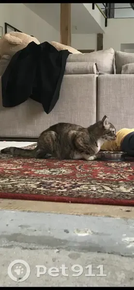 Chatte écaille perdue à Garancières - photo