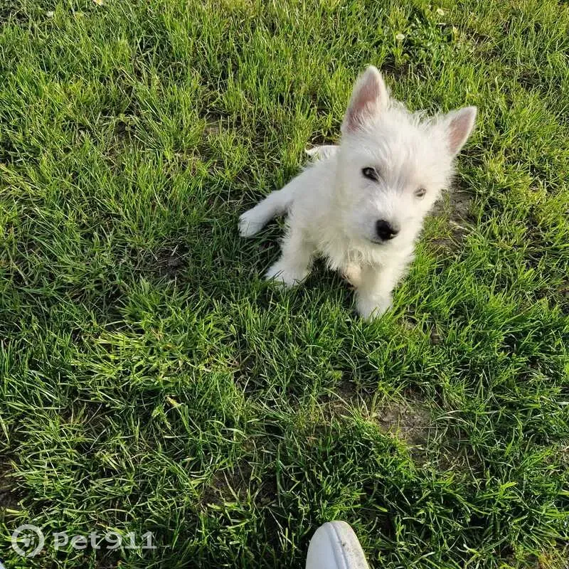 Chiot Westie Perdu à Argenteuil - photo