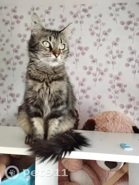 Chatte tatouée retrouvée à Trélissac - photo
