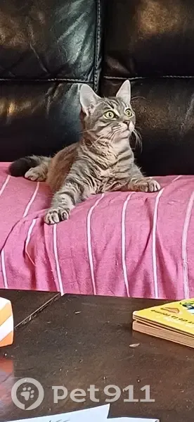 Chatte tigrée disparue à Vitré - photo