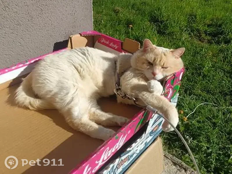 Pixel, chat blanc/marron perdu - photo