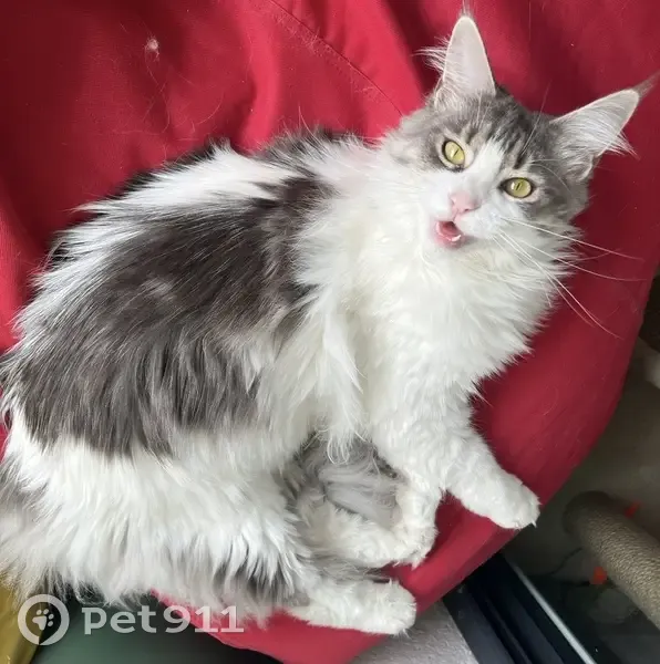 Hinata, Maine Coon perdue à Toulouse - photo