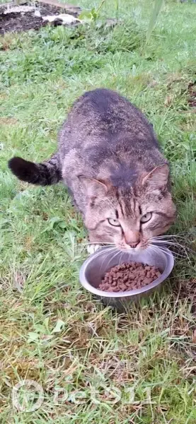 Chat tigré affamé trouvé à Ploemeur - photo