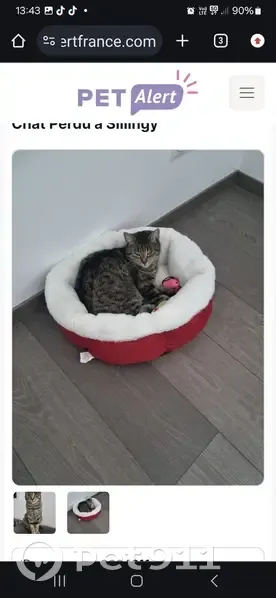 Chatte Ruby disparue à Sillingy - photo