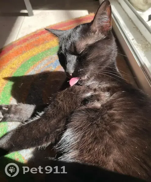 Chat noir disparu à Nice - photo