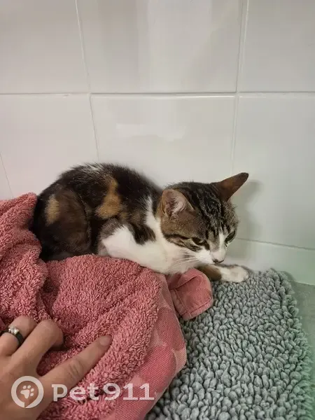 Chat soigné après AVP à Cognin - photo