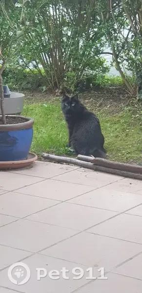 Chat persan noir perdu à Bayonne - photo