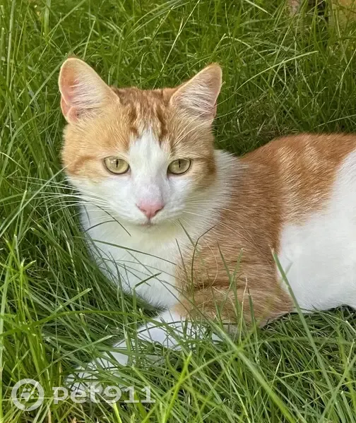 Chat roux perdu au Mans - photo