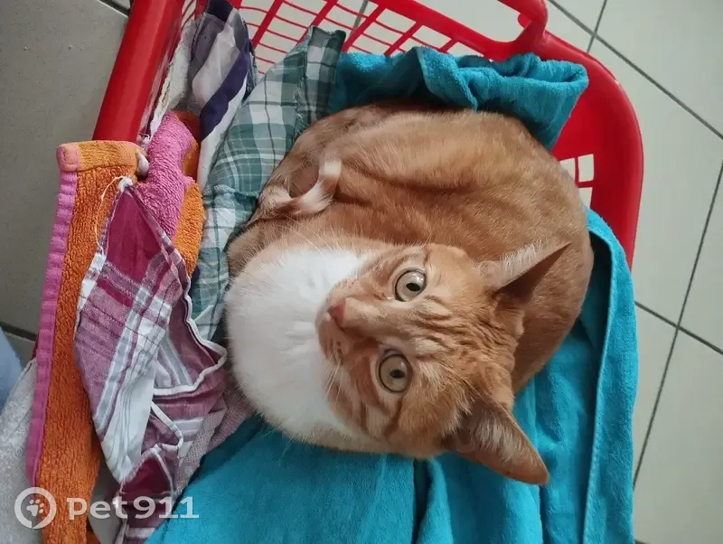 Chat roux disparu à Genech - photo