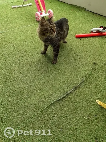 Chat tigré sociable trouvé à Angers - photo