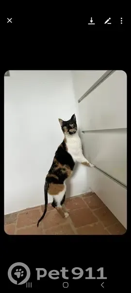 Chatte craintive disparue à Angers - photo