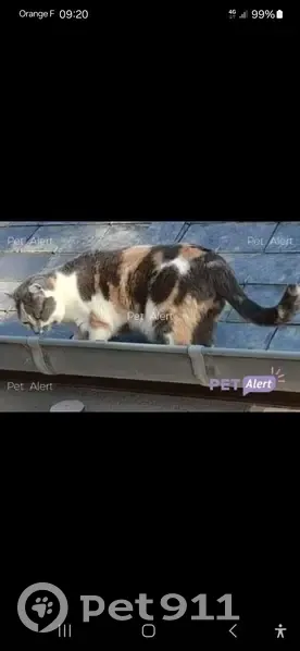 Chatte perdue à Veulettes-sur-Mer - photo
