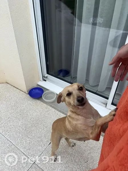 Chienne sable trouvée à Niort - photo