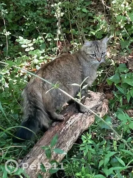 Chatte Nouba perdue à Tizac-de-Curton - photo