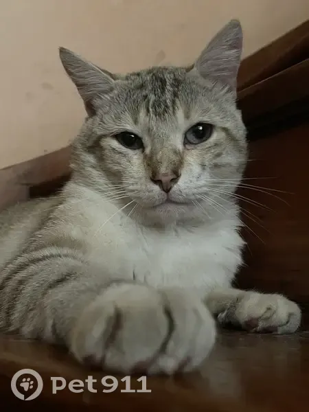Chat Phyloctete perdu à Clermont - photo