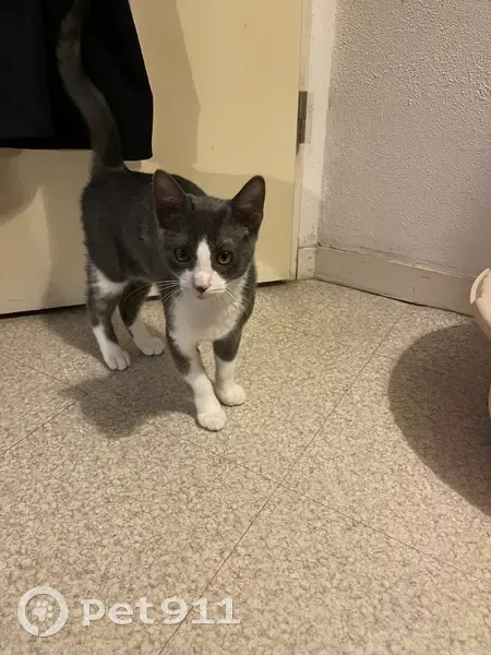 Chaton gris trouvé à Pont-Sainte-M. - photo