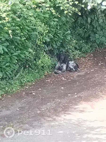 Chien Épagneul trouvé à Bassillac - photo