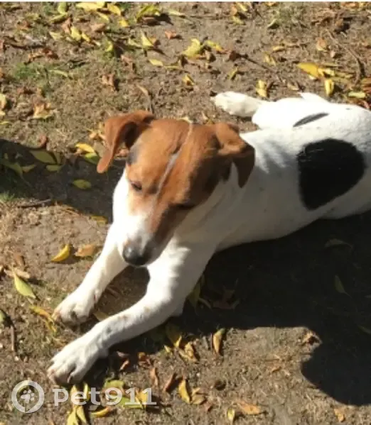 Mooki, Beagle-Fox égaré à Trélazé - photo