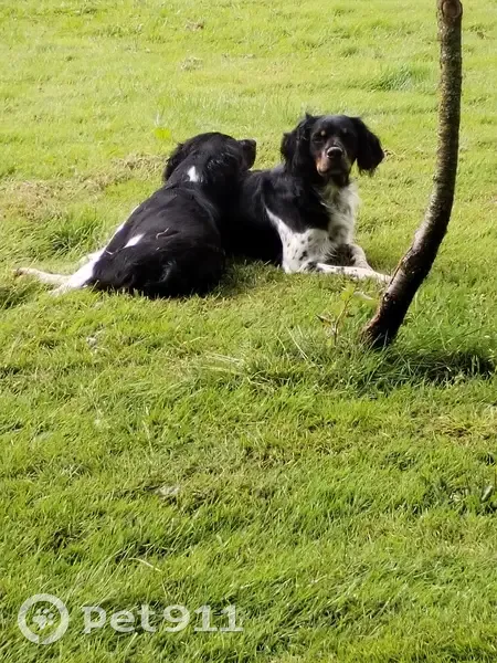 Disparition: Newton et Ulysse, chiens - photo