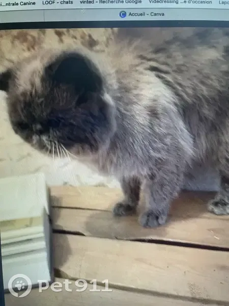 Chat Persan Blue Point Perdu - photo