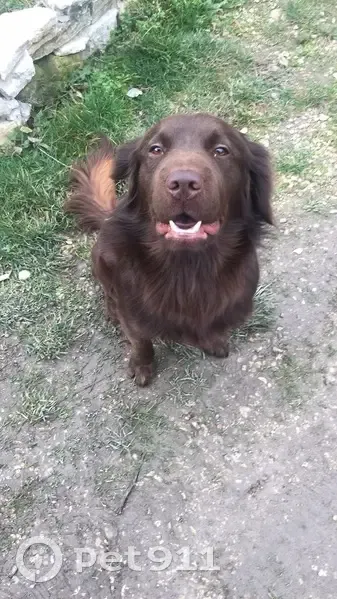 Scoob, chien marron perdu - photo