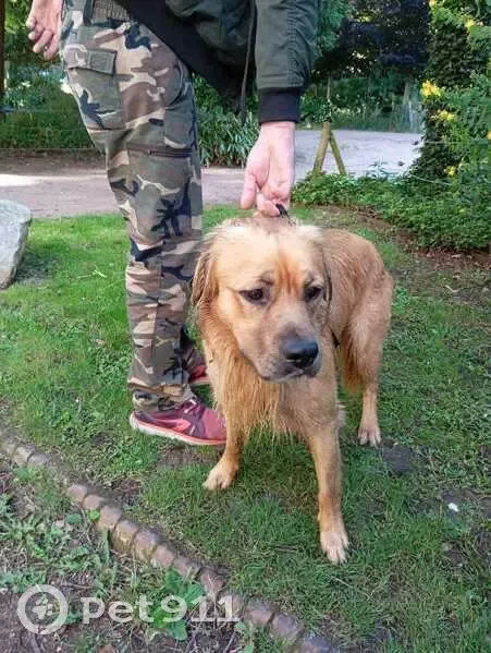 Chien sable mâle trouvé à Rouen - photo