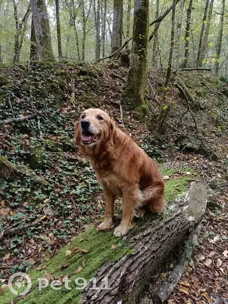 Chien perdu à Sigalens 1320 - photo
