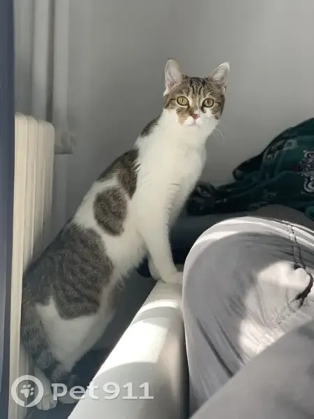 Chat Mimi disparu à Antony - photo