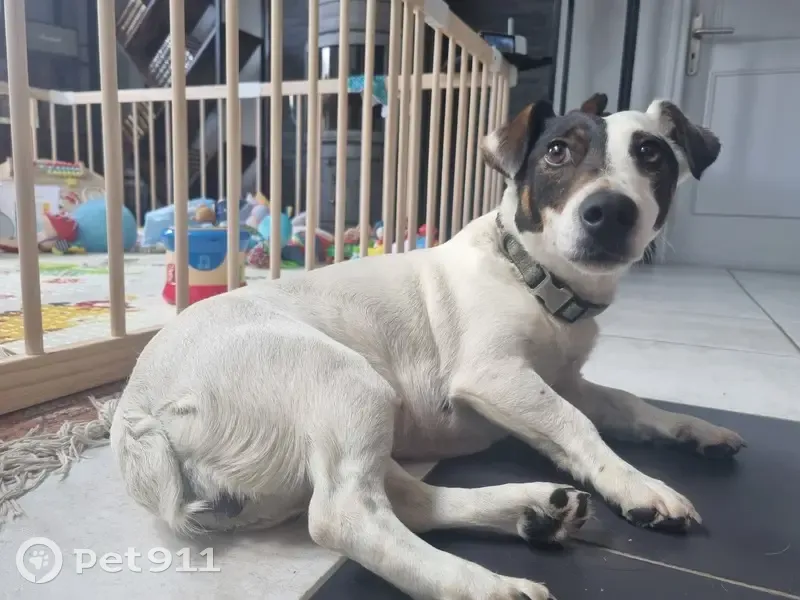 Chien Perdu Suivi Joggeurs - photo
