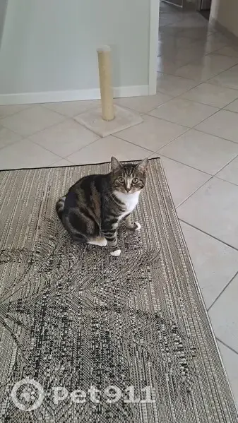 Chatte perdue à Monestier, pucée - photo
