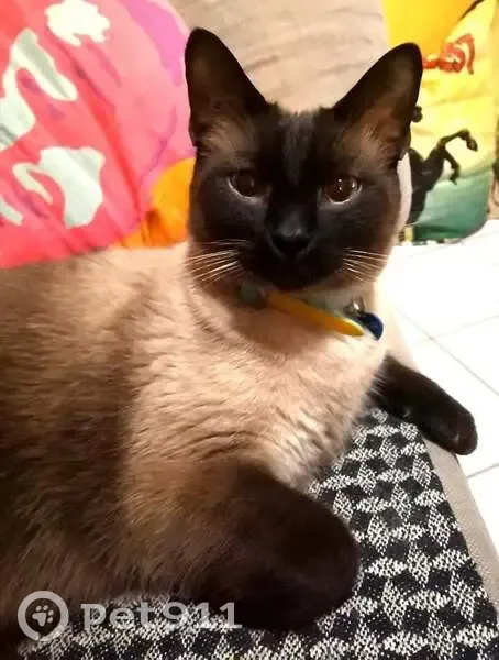 Chat perdu à Dijon, Rue la Bruyère - photo
