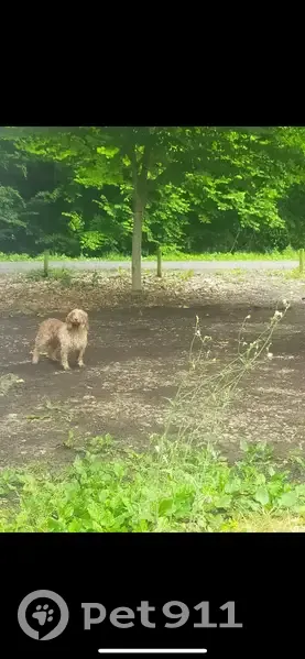 Chien perdu à Cessac, craintif - photo