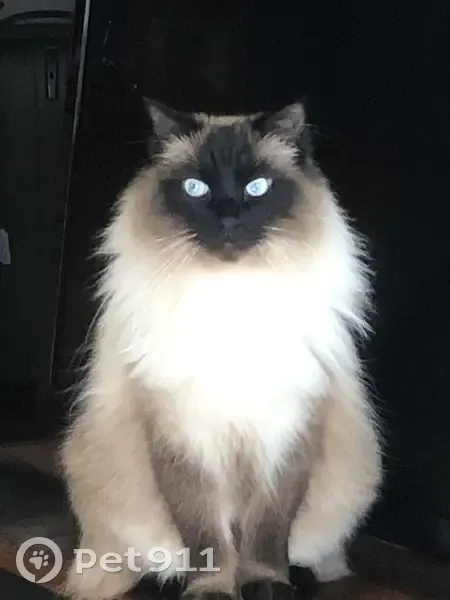 Chat Sacré de Birmanie perdu - photo