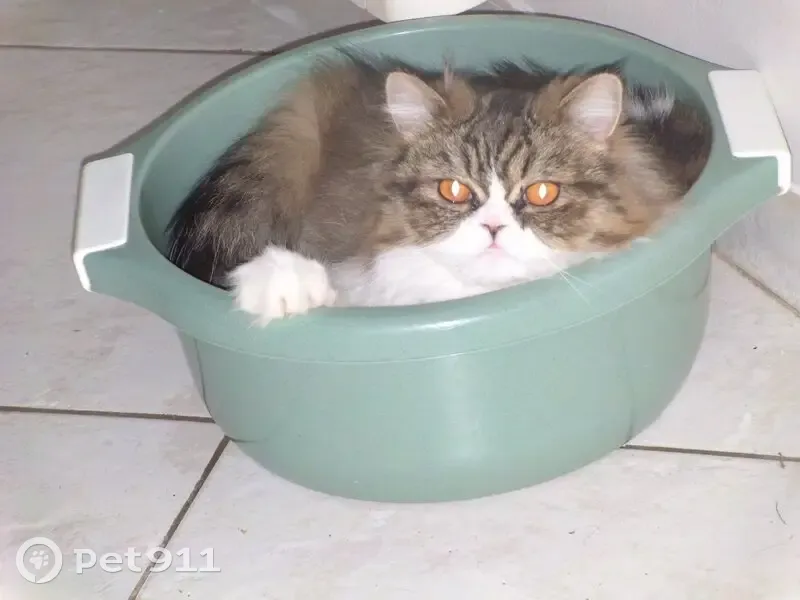 Chat persan perdu à Pernois - photo