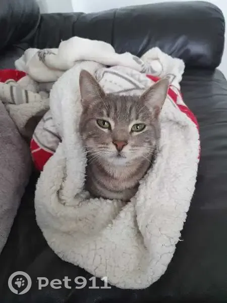 Chatte tigrée disparue à Cesny - photo