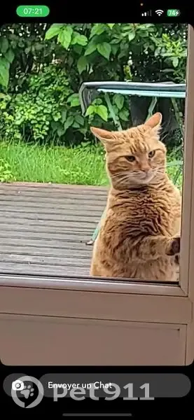 Chat roux docile trouvé - photo