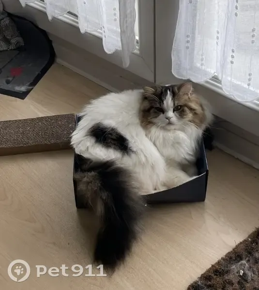 Tango, Chat Blanc Perdu - photo