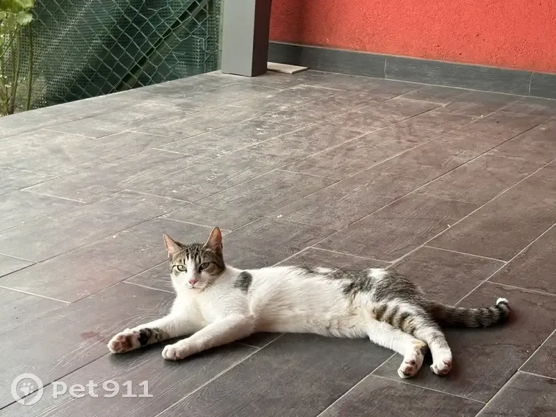 Chat perdu à Koenigsmacker - photo