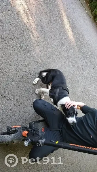 Chien errant au lac du Brochais - photo