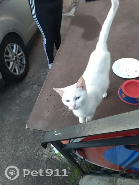 Chat blanc femelle trouvé à Morhange - photo