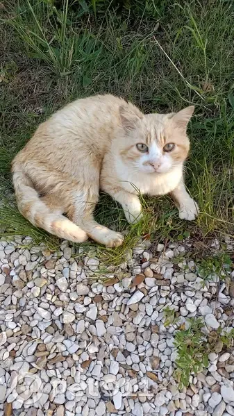 Chat roux perdu rue René Seguin - photo