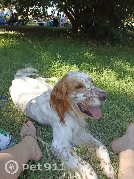 Setter Anglais Perdu à Loir en Vallée - photo