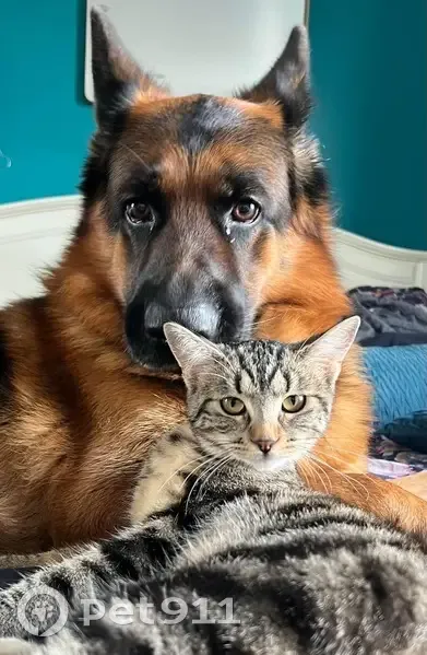 Chatte tigrée disparue à Vigneux - photo