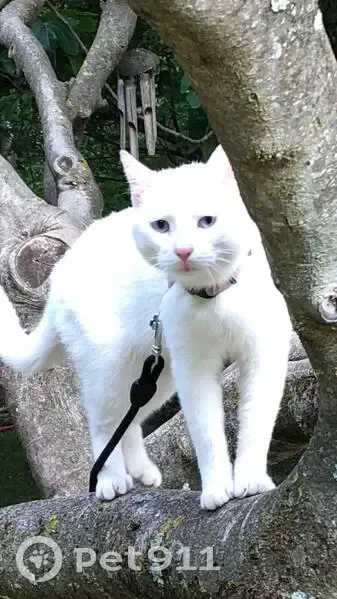 Chat blanc aux yeux bleus perdu à Hyères - photo