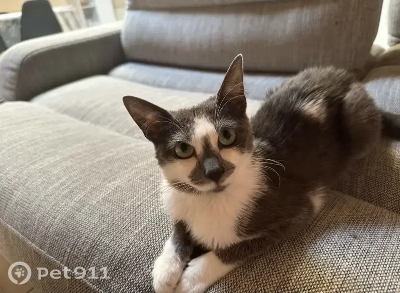 Chat Texas perdu, La Crèche - 2 ans - photo