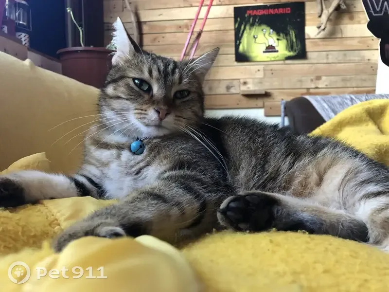 Chatte perdue au Hellfest, Clisson - photo