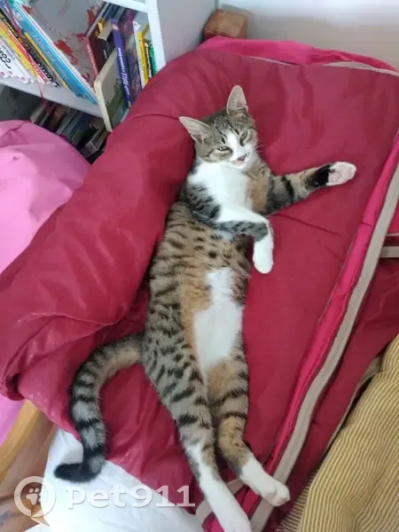 Chat tigré perdu à Quimper - photo